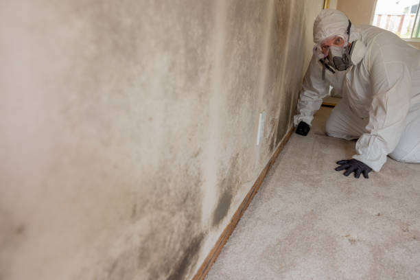 Best Emergency Mold Remediation  in Apache Junction, AZ